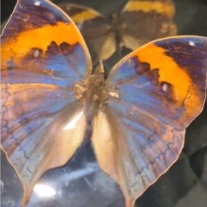 Taxidermy Dead LeAf Butterflies 🦋 in floating frames